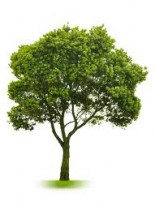 Inwentaryzacja drzew z opisem dendrologicznym - Limba Zalesie Górne