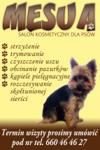 salon strzyżenia psówPoznań Swarzędz,Czerwonak,Luboń - strzyżenie psów Mesua Psie Spa Swarzędz