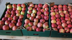 jabłka - Nasz Owoc Spółka z Ograniczoną Odpowiedzialnością Latków