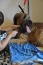 Usługi fryzjerskie Usługi fryzjersko-kosmetyczne dla psów - Swarzędz Salon fryzjerski dla Psów - Gaja
