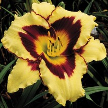 hemerocallis   /liliowiec/odm.el.desperado - gospodarstwo ogrodnicze florama Cyganka