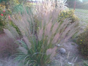 trawa ozdbna - gospodarstwo ogrodnicze florama Cyganka