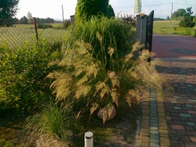 trawa ozdbna - gospodarstwo ogrodnicze florama Cyganka