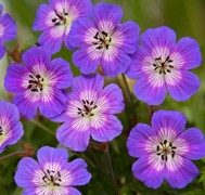 geranium - gospodarstwo ogrodnicze florama Cyganka