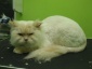 strzyżenie psów i kotów fryzjer dla zwierząt - Gorzów Wielkopolski Salon Pielęgnacyjny dla Zwierząt FOXIE