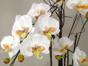 Sztuczne orchidee i amarylisy - A-Z Decor Dorota Zych-Dąbrowska Nadarzyn