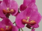 Sztuczne orchidee i amarylisy Nadarzyn - A-Z Decor Dorota Zych-Dąbrowska
