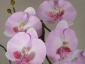 Sztuczne orchidee i amarylisy Sztuczne kwiaty - Nadarzyn A-Z Decor Dorota Zych-Dąbrowska