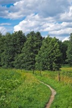 Czyszczenie upraw leśnych - Usługi Leśne i Łowieckie Robert Gadejkis Szczytno