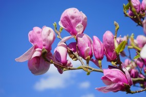 Dekoracja sal weselnych - Magnolia - Kwiaciarnia Tychy