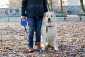 szkolenie psów Trening indywidualny - Kiełczów APORT Szkolenie Psów Marita Ajnbacher