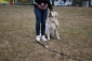 Trening indywidualny szkolenie psów - Kiełczów APORT Szkolenie Psów Marita Ajnbacher