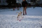 usługi dla zwierząt Psie Przedszkole - Kiełczów APORT Szkolenie Psów Marita Ajnbacher