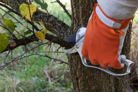 Przycinanie drzew i krzewów - Antoś Usługi Ogrodnicze Rzeszów