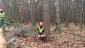 Formowanie i przycinanie drzew Wycinka drzew - Świnoujście P.H.U. Sebastian Rutkowski
