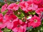 Kwiaty Rośliny rabatowe - Wojcieszyn Centrum Ogrodnicze Sysiak
