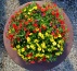 Rośliny rabatowe Kwiaty - Wojcieszyn Centrum Ogrodnicze Sysiak