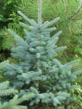 Świerk srebrny- Picea pungens - Drzewa i krzewy rzadkie-Migdał Tarnowskie Góry