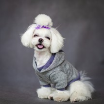 Ubranka dla psów - By Luigi Luksusowe Ubranka dla Psów Lublin