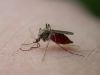 Odkomarzanie - zwalczanie komarów, meszki i pozostałych owadów - Misi Robert Cupryjak Dezynsekcja Deratyzacja Odkomarzanie Zwalczanie szkodników Warsz