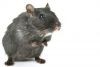 Zwalczanie gryzoni - szczurów, myszy - deratyzacja - Misi Robert Cupryjak Dezynsekcja Deratyzacja Odkomarzanie Zwalczanie szkodników Warszawa