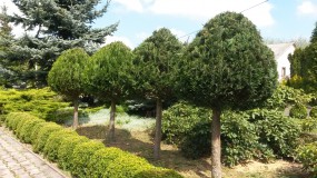 Cyprysik Lawsona pienny - Gospodarstwo Ogrodniczne SAWANNA Jabłonna