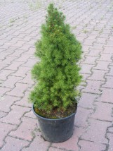 Świerk biały Conica - Gospodarstwo Ogrodniczne SAWANNA Jabłonna