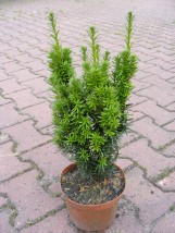 Cis Hicksii - Gospodarstwo Ogrodniczne SAWANNA Jabłonna