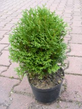 Tuja kulista Woodwardi - Gospodarstwo Ogrodniczne SAWANNA Jabłonna