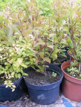 Krzewuszka Styriaca Jabłonna - Gospodarstwo Ogrodniczne SAWANNA