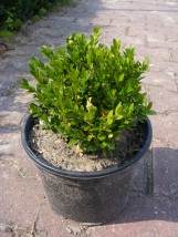 Bukszpan wiecznie zielony - Gospodarstwo Ogrodniczne SAWANNA Jabłonna