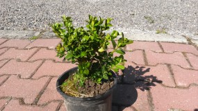 Bukszpan Rotundifolia - Gospodarstwo Ogrodniczne SAWANNA Jabłonna