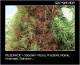 opryski chemiczne Leczenie drzew i krzewów - Jaworzno SZC SERVICE