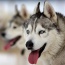 Sporty ekstremalne przejażdżki psim zaprzęgiem - Zakopane F.H.U. FUN DOG Małgorzata Dudek