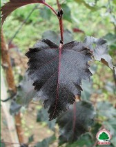 Brzoza brodawkowata  Purpurea  - Kulas Szkółka Drzew i Krzewów Punkt Sprzedaży Rzeszów