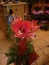 Usługi kwiaciarskie Bukiety okolicznościowe - Tychy Magnolia - Kwiaciarnia