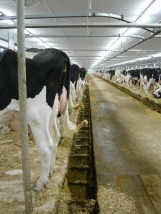 Komplikacje okołoporodowe u bydła - Gabinet weterynaryjny VETICUS Szamotuły