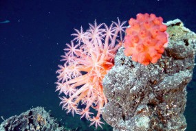 Koralowce - CoralHouse Akwarystyka Morska Bielawa