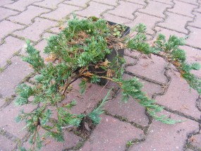 Jałowiec płożący Wiltonii (Juniperus horizontalis Wiltonii) - Gospodarstwo Ogrodniczne SAWANNA Jabłonna