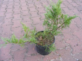 Jałowiec Wirginijski Hetzii (Juniperus Virginiana Hetzii) - Gospodarstwo Ogrodniczne SAWANNA Jabłonna