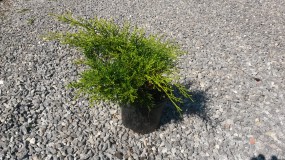 Jałowiec pośredni Old Gold (Juniperus media Old Gold) - Gospodarstwo Ogrodniczne SAWANNA Jabłonna