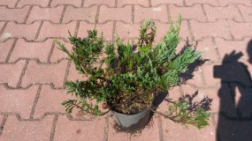 Jałowiec płożący Blue Chip (Juniperus horizontalis Blue Chip) - Gospodarstwo Ogrodniczne SAWANNA Jabłonna