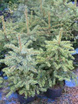 Świerk kłujący  srebrny  (Picea pungens) - Gospodarstwo Ogrodniczne SAWANNA Jabłonna