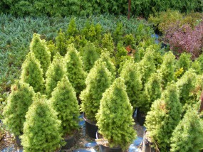 Świerk biały Daisy s White (Picea glauca Daisy s White) - Gospodarstwo Ogrodniczne SAWANNA Jabłonna