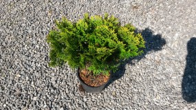 Tuja Danica (Thuja occidentalis Danica) - Gospodarstwo Ogrodniczne SAWANNA Jabłonna