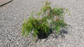 Cyprysik groszkowy Filifera Nana (Chamaeciparis pisifera FiliferaNana) - Gospodarstwo Ogrodniczne SAWANNA Jabłonna