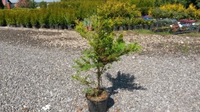 Cyprysik groszkowy Plumosa Aurea (Chamaeciparis pisifera PlumosaAurea) - Gospodarstwo Ogrodniczne SAWANNA Jabłonna