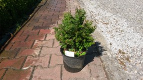 Cyprysik Lawsona MinimaGlauca (Chamaeciparis lawsoniana Minima Glauca) - Gospodarstwo Ogrodniczne SAWANNA Jabłonna