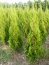 Tuja smaragd (Thuja occidentalis Smaragd) Jabłonna - Gospodarstwo Ogrodniczne SAWANNA