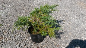 Jałowiec łuskowaty Blue Carpet (Juniperus squamata Blue Carpet) - Gospodarstwo Ogrodniczne SAWANNA Jabłonna